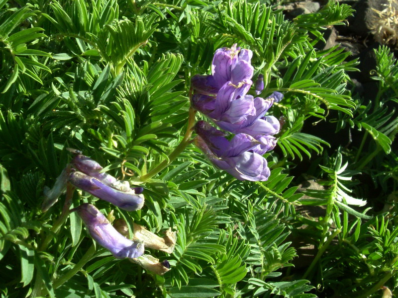 Vicia cusnae / Veccia del Monte Cusna