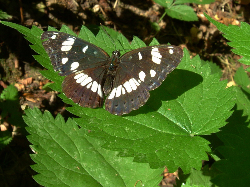 Limenitis reducta