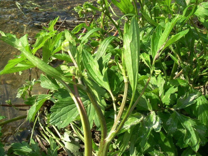 Ranunculus repens / Ranuncolo strisciante