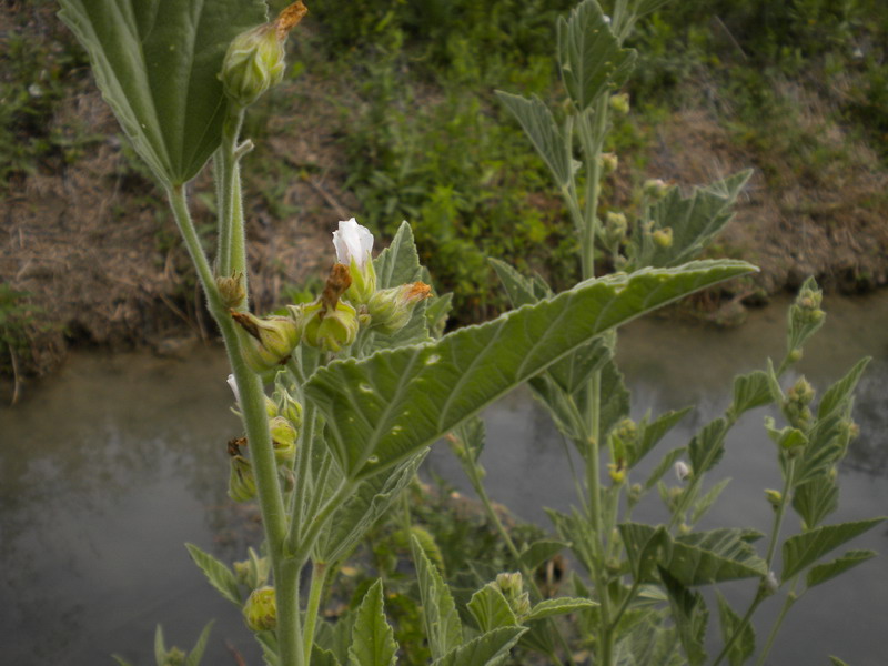 Althaea officinalis / Altea comune