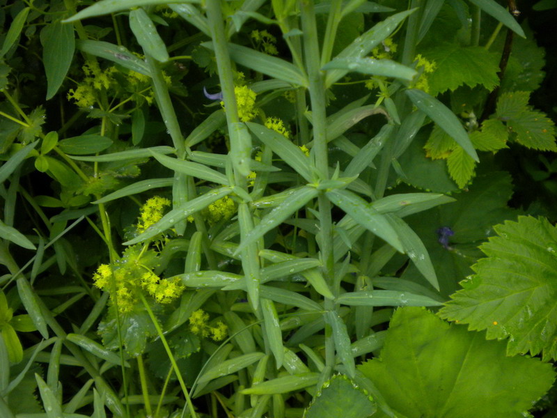 Linaria purpurea