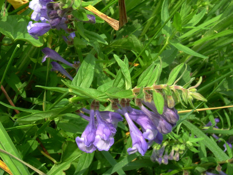 Scutellaria galericulata / Scutellaria palustre