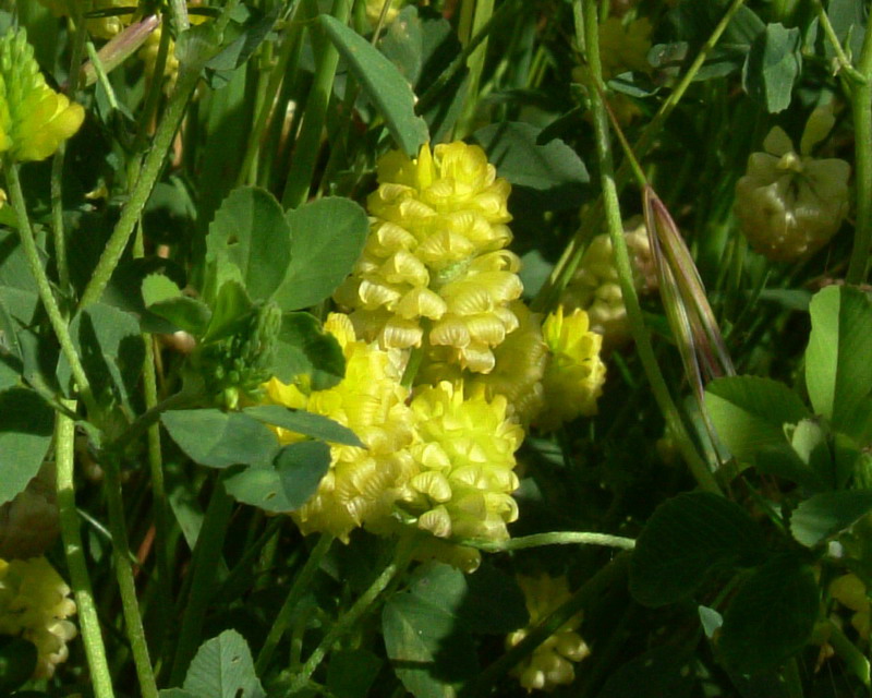 Trifolium campestre / Trifoglio campestre