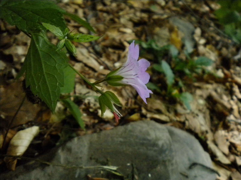 Geranium nodosum