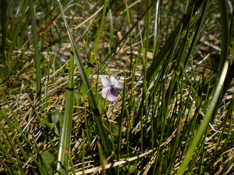Viola palustris / Viola palustre