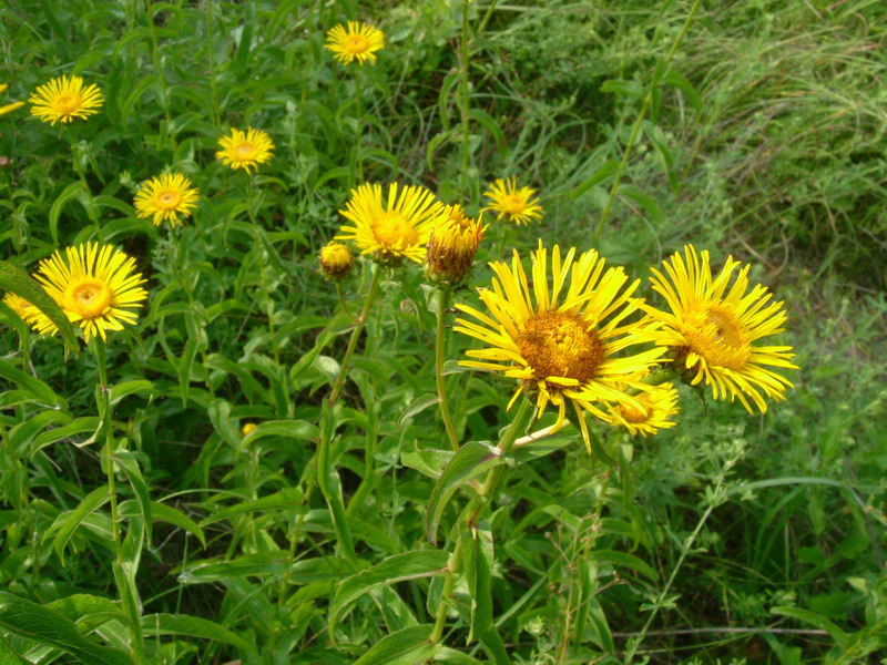 Pentanema salicinum (=Inula salicina) / Enula aspra