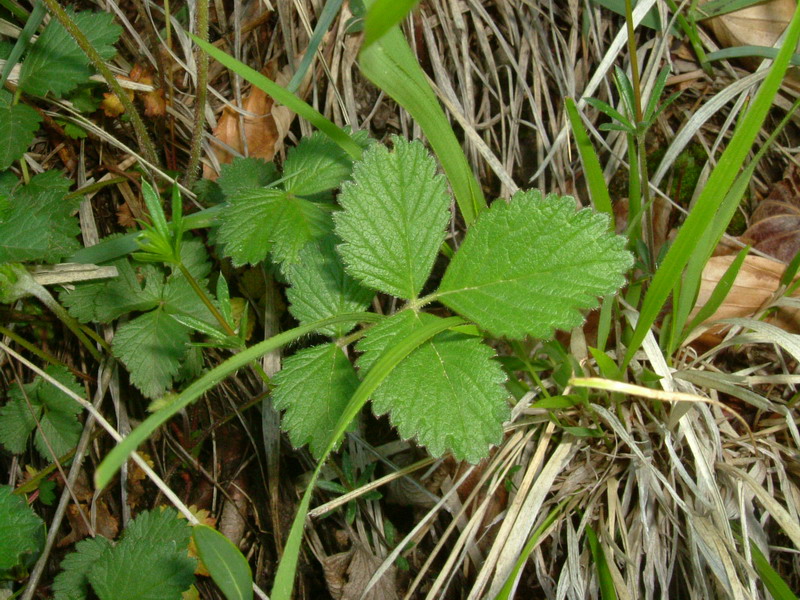 Potentilla rupestris / Potentilla rupestre