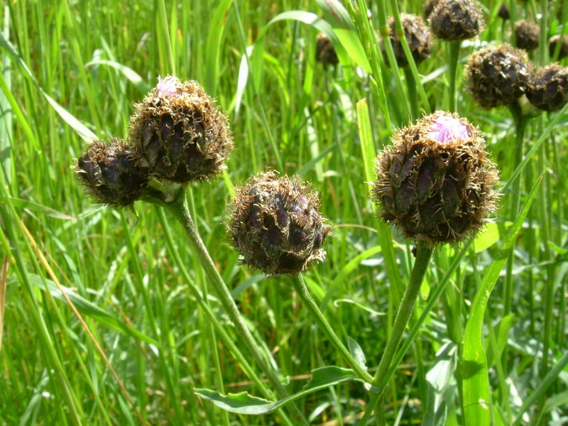 Centaurea scabiosa subsp. alpestris / Fiordaliso alpestre