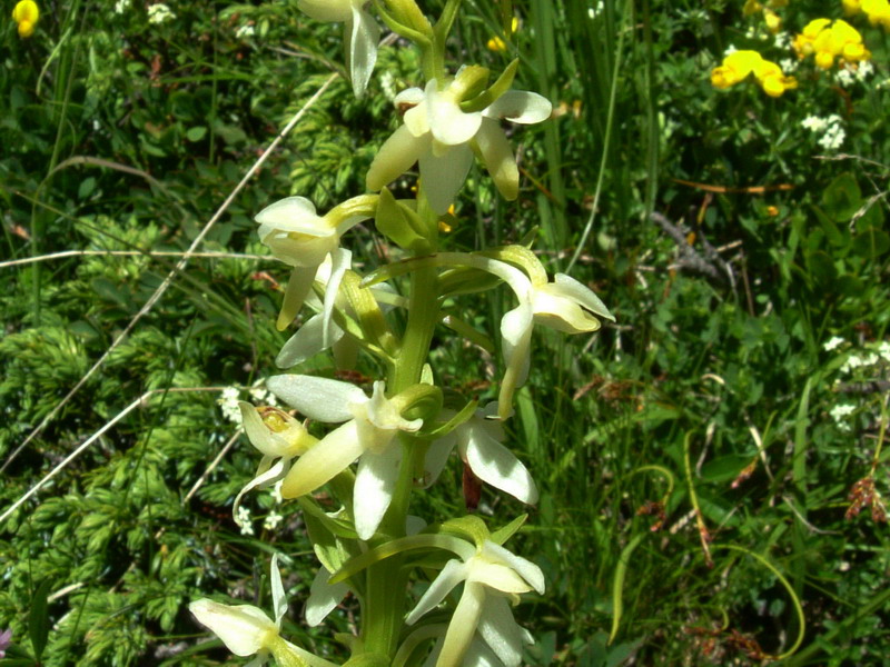 Platanthera bifolia