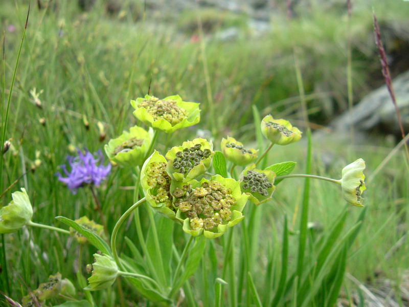 Bupleurum stellatum / Bupleuro stellato