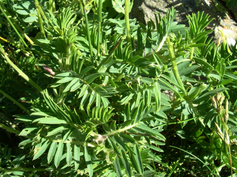 Vicia cusnae / Veccia del Monte Cusna