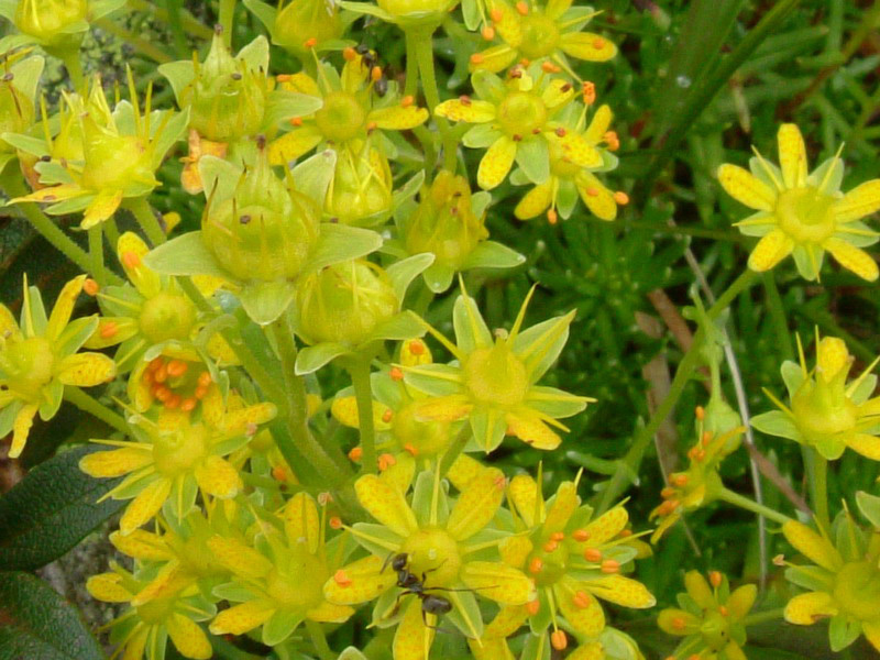 Saxifraga aizoides / Sassifraga gialla