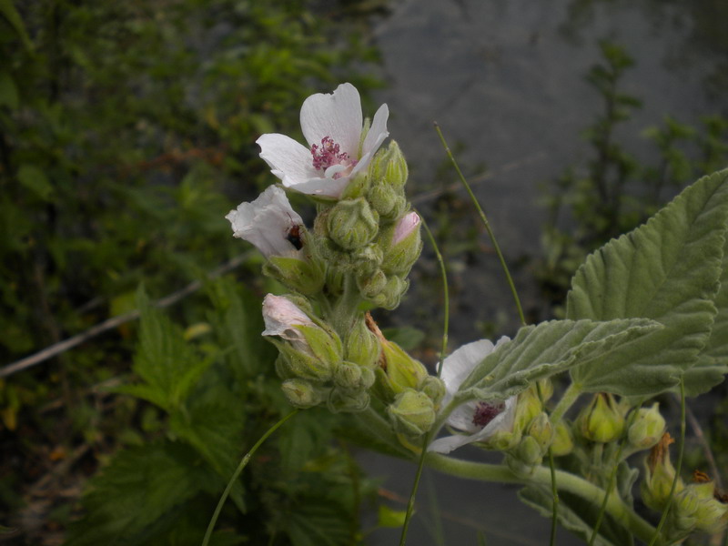 Althaea officinalis / Altea comune