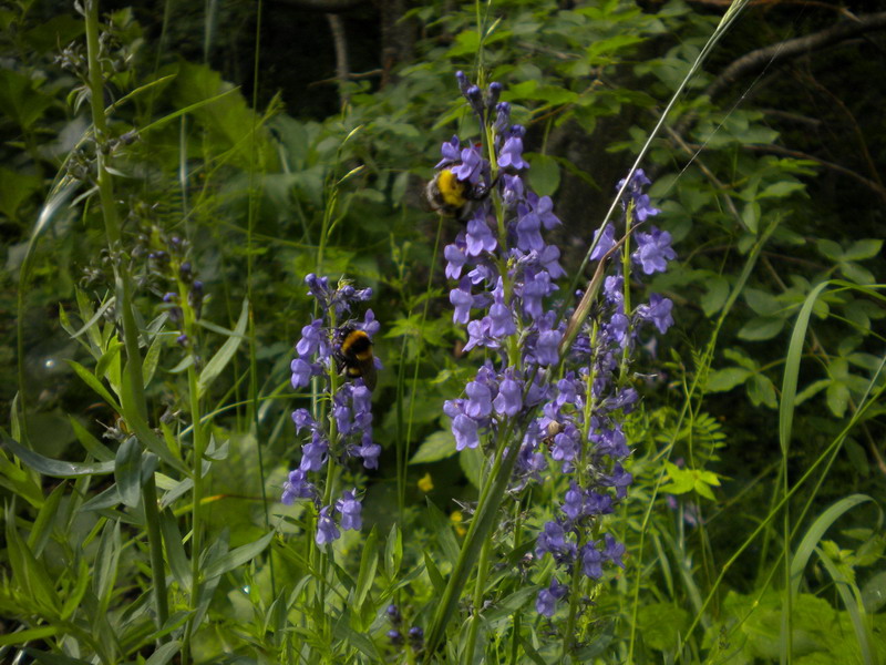 Linaria purpurea