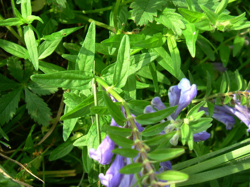 Scutellaria galericulata / Scutellaria palustre