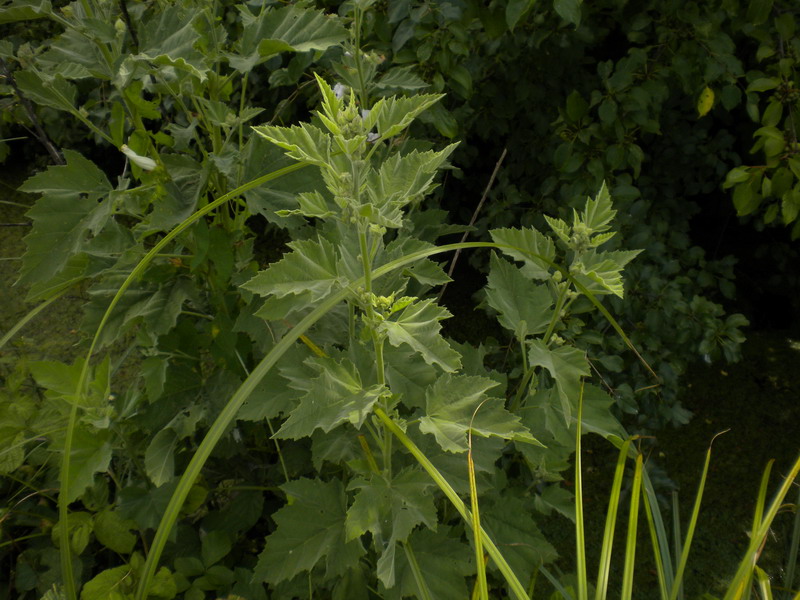 Althaea officinalis / Altea comune