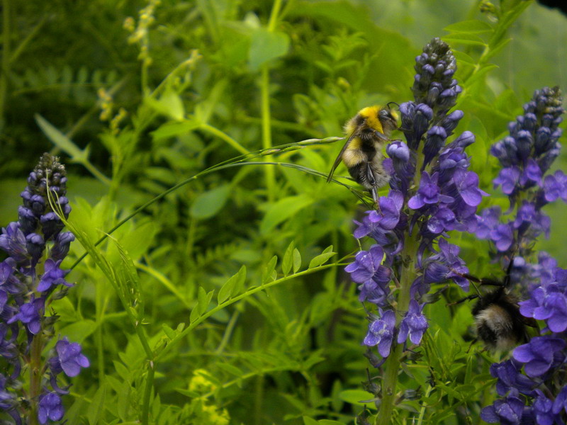 Linaria purpurea