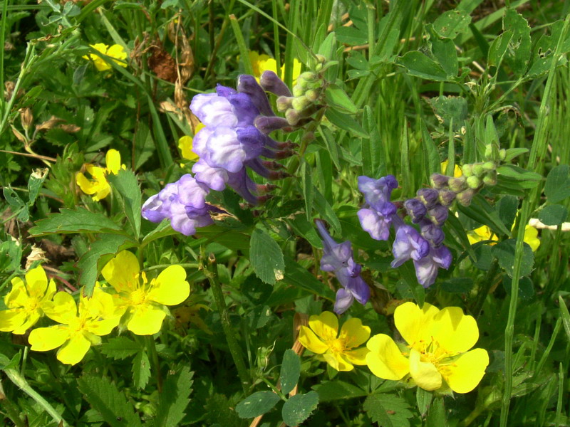 Scutellaria galericulata / Scutellaria palustre