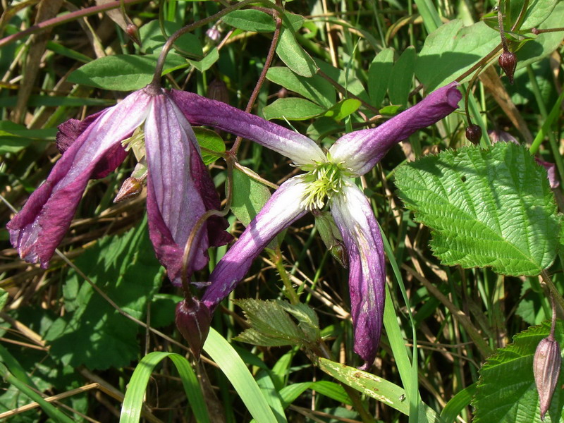 Clematis viticella