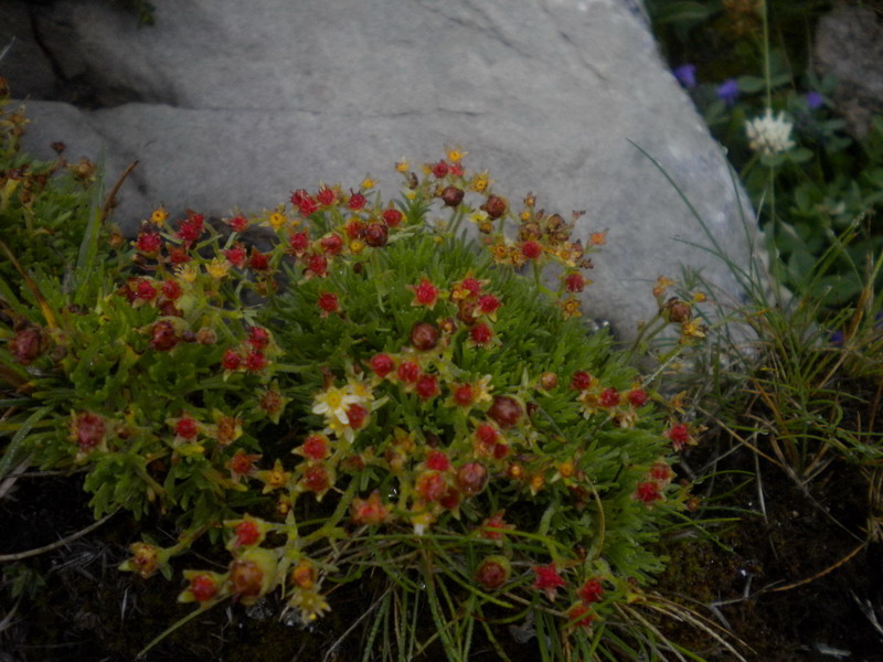 Saxifraga exarata subsp. moschata