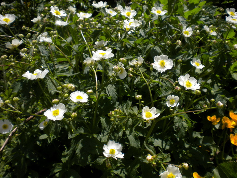 Ranunculus cfr. aconitifolius