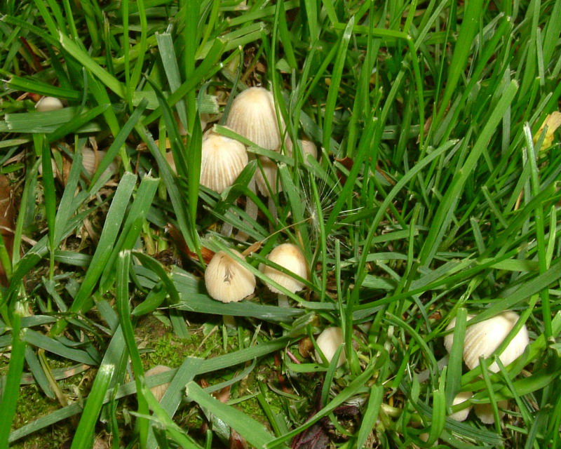 Coprinus ??