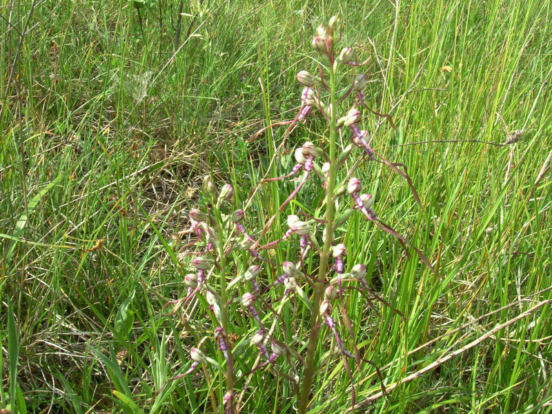 Himantoglossum adriaticum