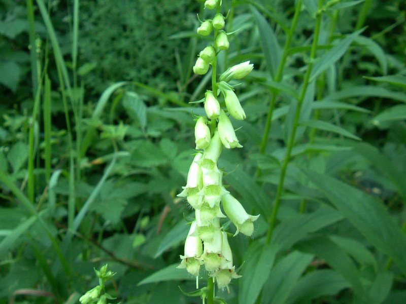 Digitalis lutea