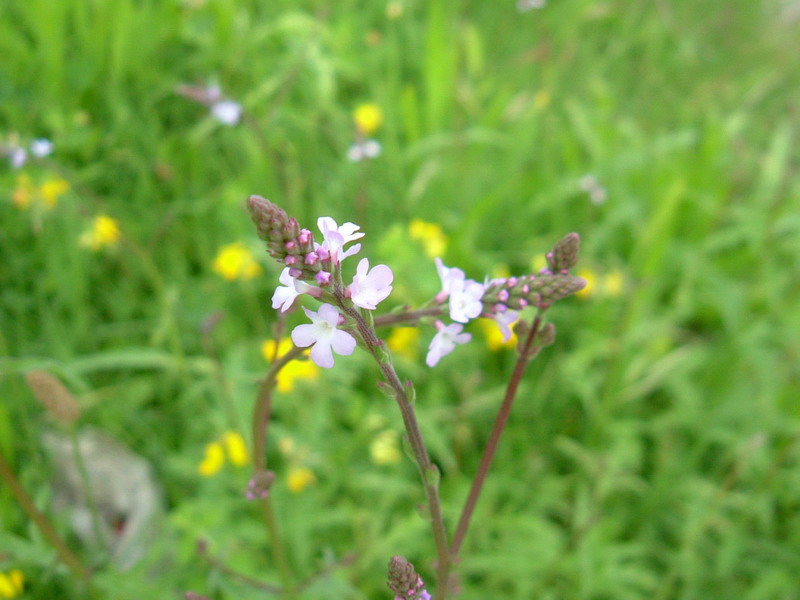 Verbena officinalis