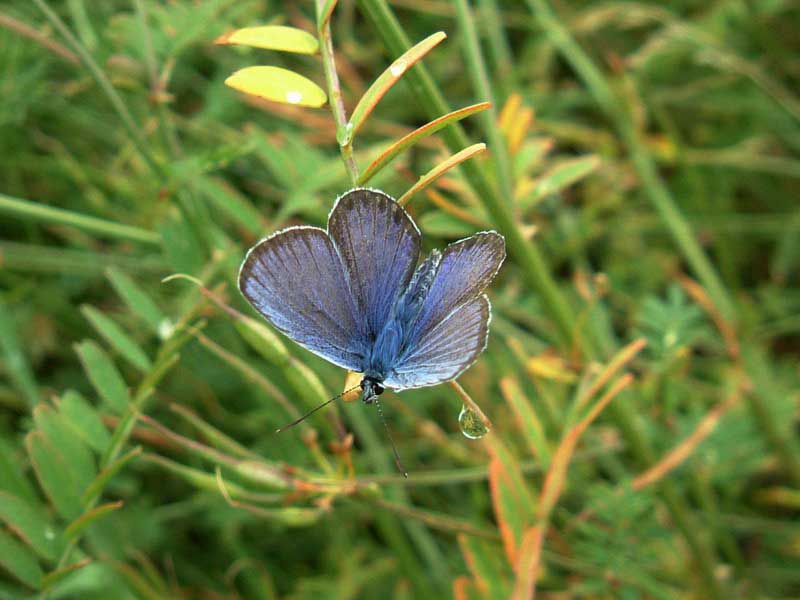 Farfalle