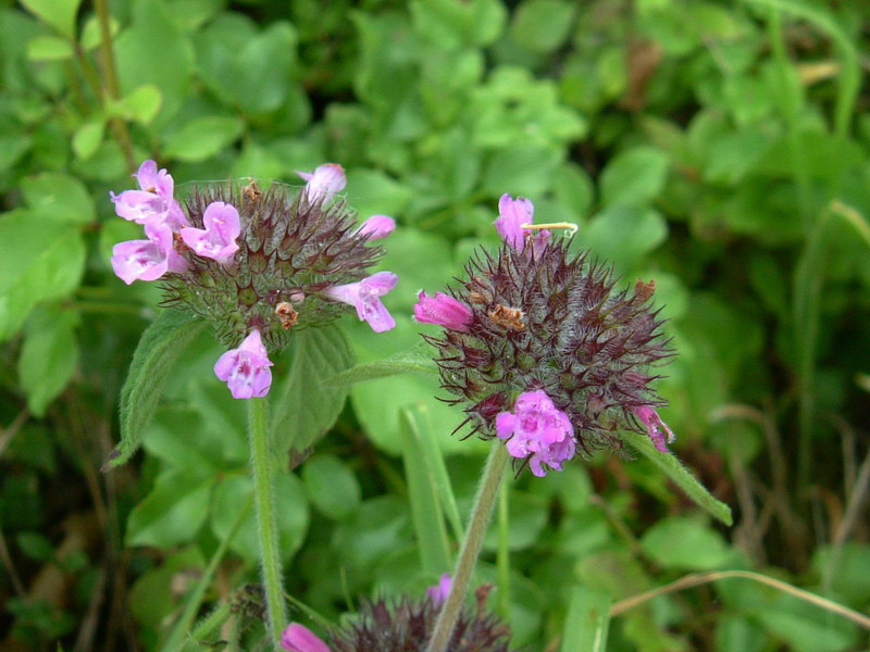 Clinopodium vulgare / Clinopodio dei boschi