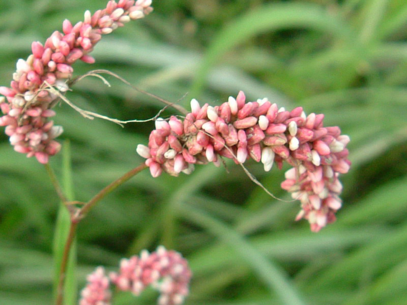 Nel canale - Polygonum sp.