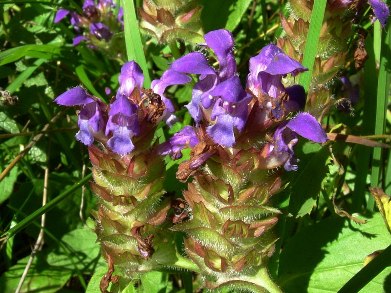 Dal passo Rolle 2 - Prunella vulgaris