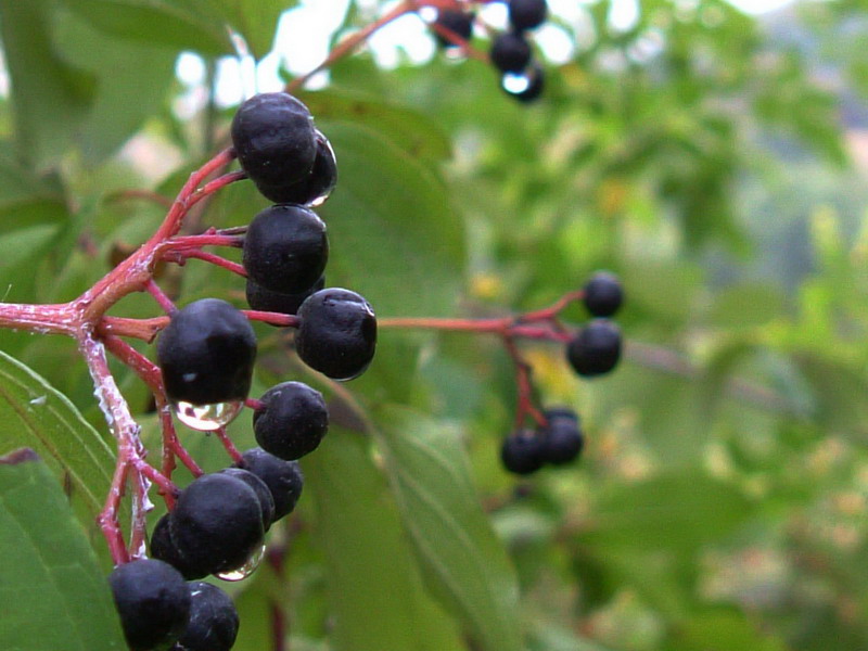 Cornus sanguinea / Corniolo sanguinello