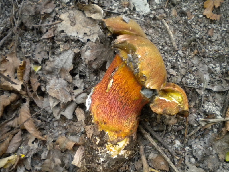 Boletus molto variabile