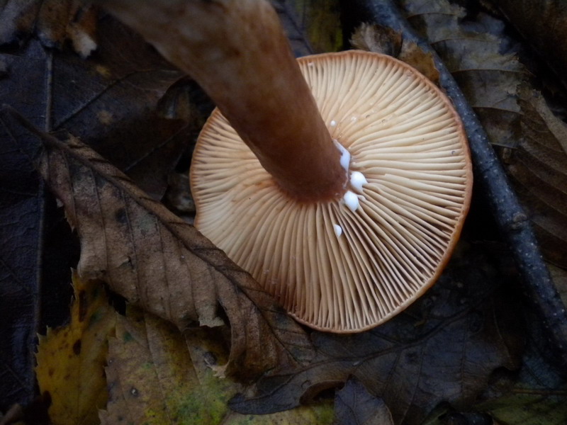 Lactarius