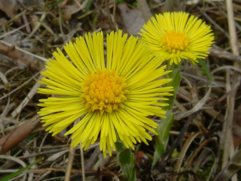 Tussilago farfara / Tossilaggine comune