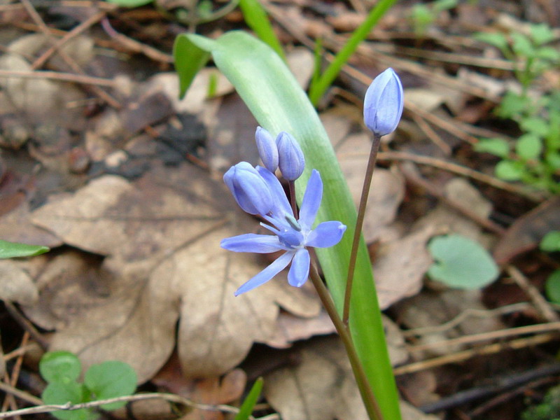 Scilla bifolia / Scilla silvestre