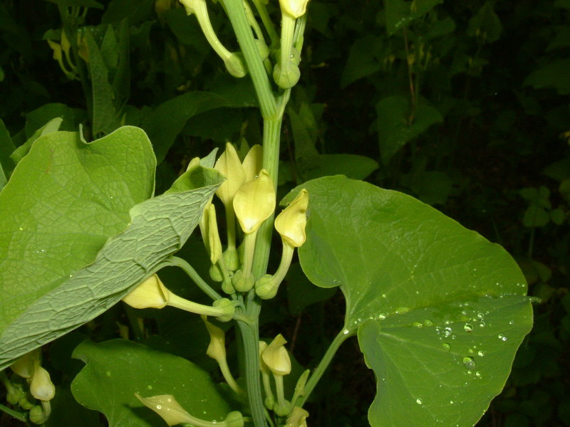 Aristolochia clematitis