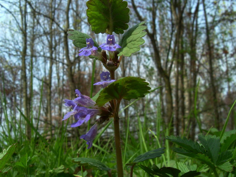 Glechoma hederacea