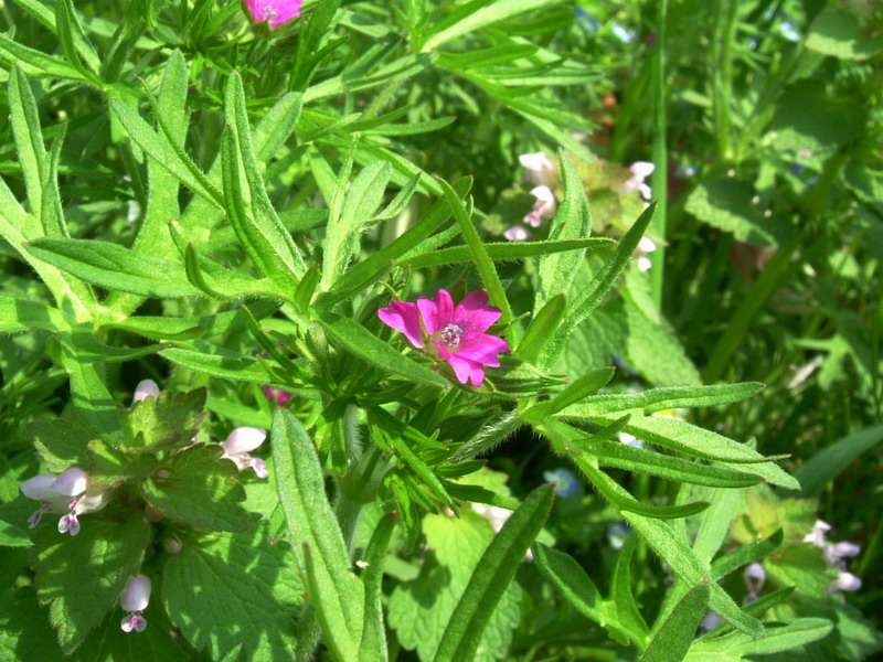 Geranium dissectum