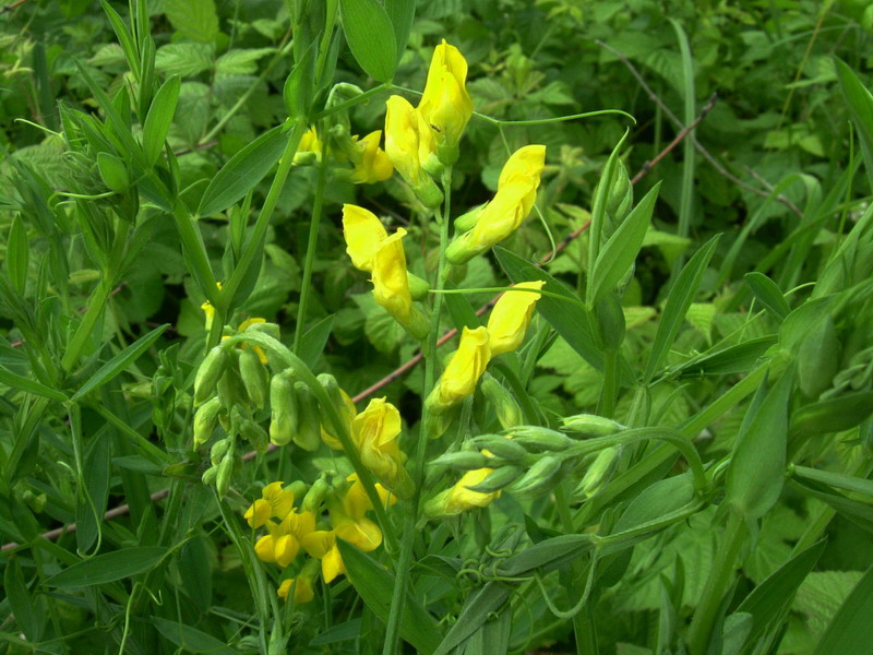 Lathyrus pratensis / Cicerchia dei prati