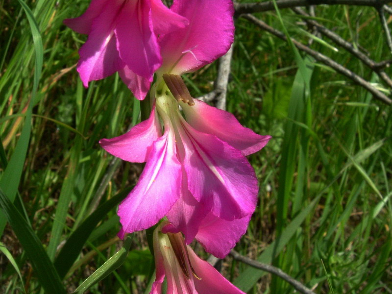 Iridacea - Gladiolus cfr. communis