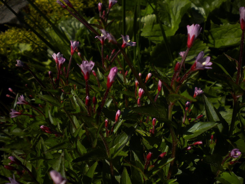 Epilobium alsinifolium (Myrtales - Onagraceae)