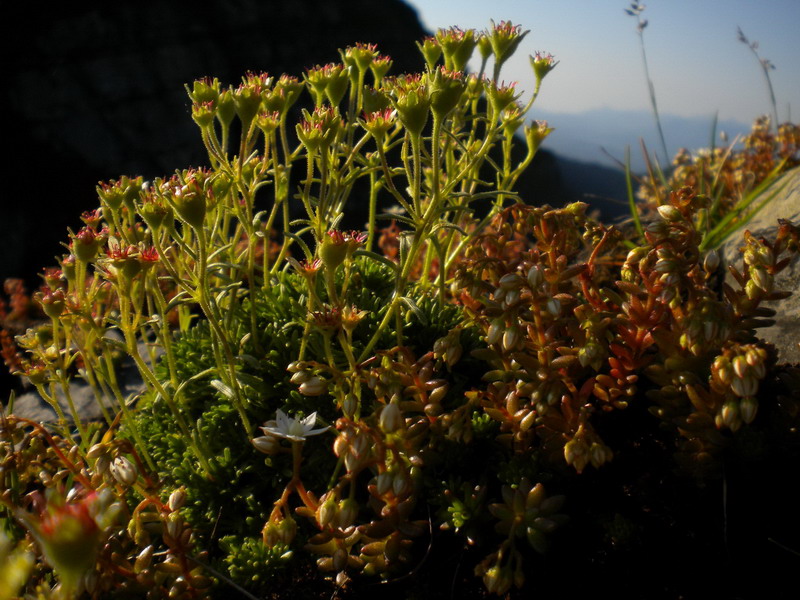 Saxifraga exarata. subsp. moschata