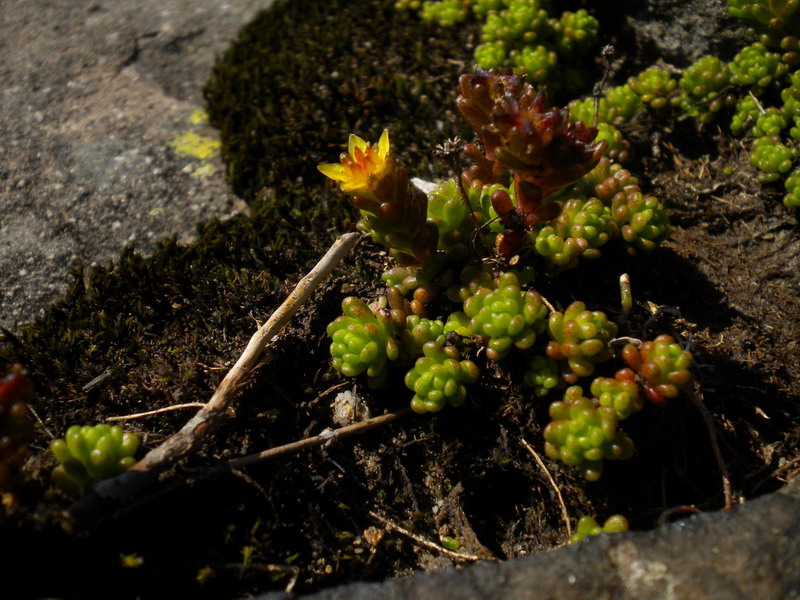 Sedum alpestre / Borracina alpestre