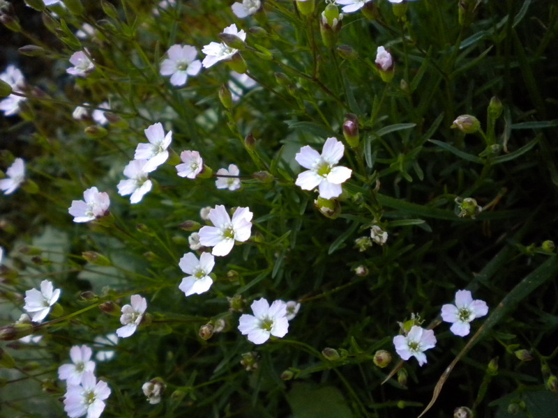 Silene pusilla  subsp. pusilla