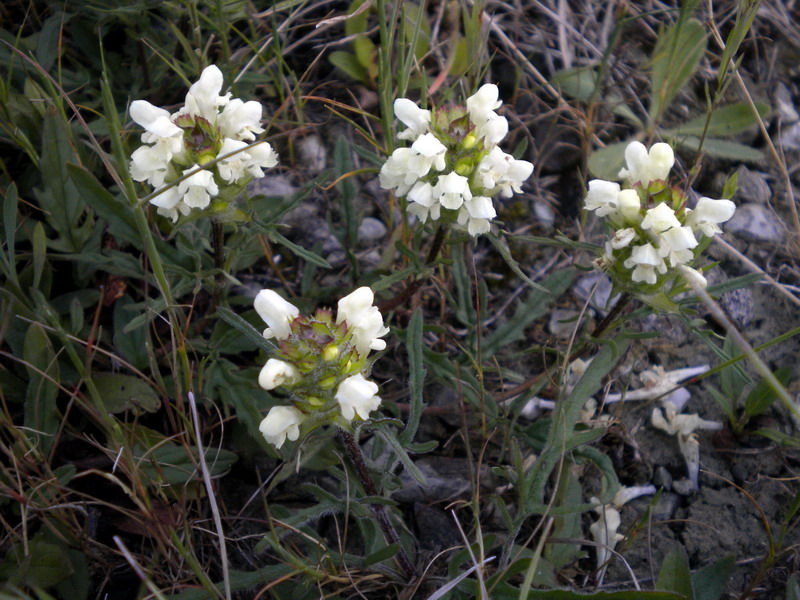 Prunella laciniata / Prunella gialla