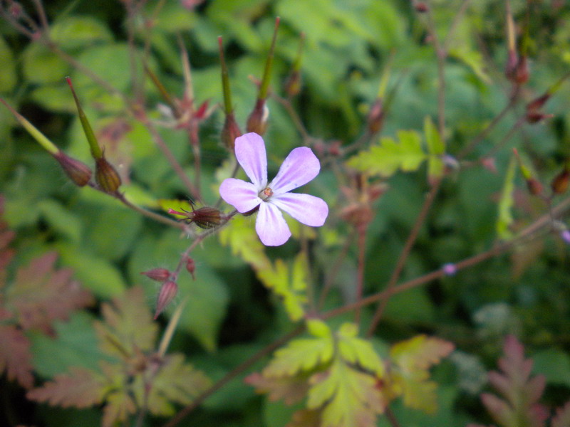 Geranium robertianum