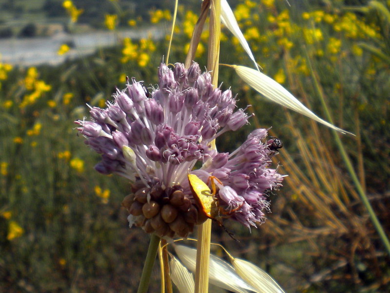 Allium vineale / Aglio delle vigne